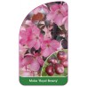 malus-royal-beauty-a1