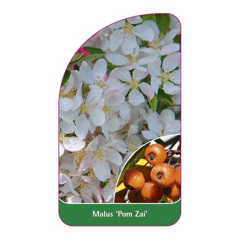 malus-pom-zai-1