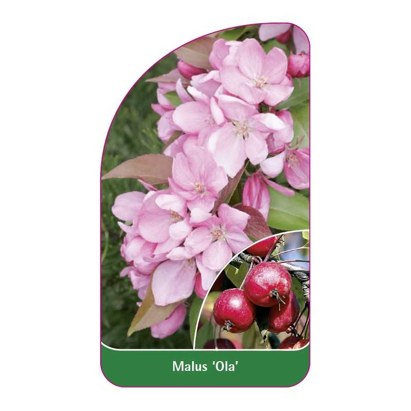 malus-ola-1