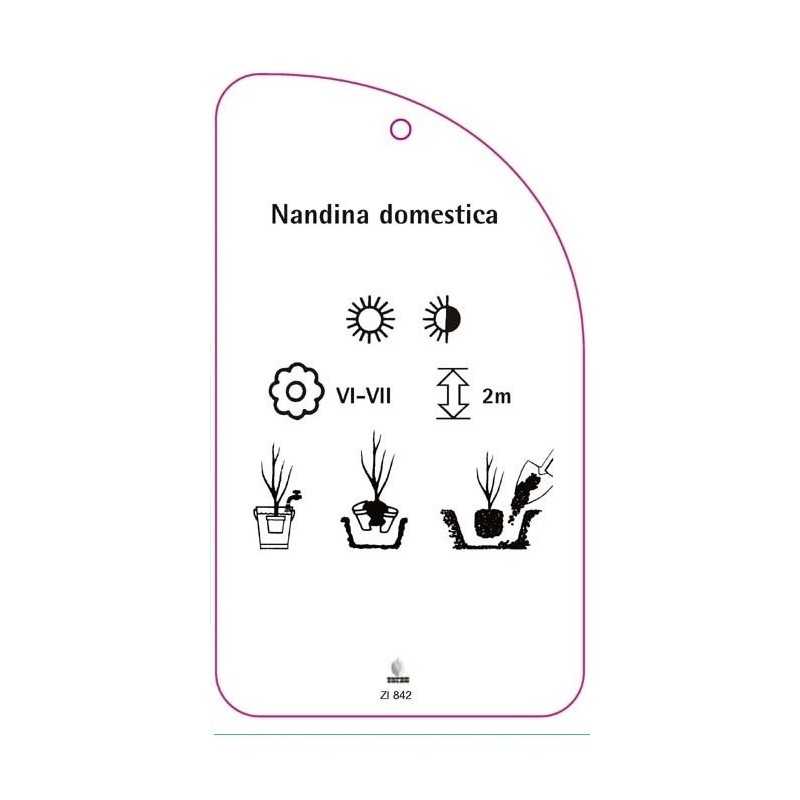 nandine-domestica0