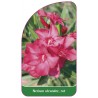 nerium-oleander-rot1