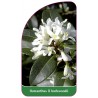 osmanthus-x-burkwoodii1