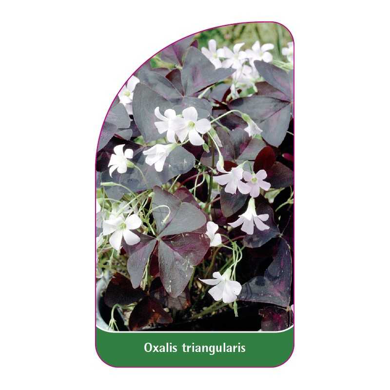 oxalis-triangularis1