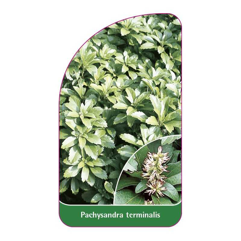 pachysandra-terminalis1