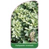 pachysandra-terminalis1