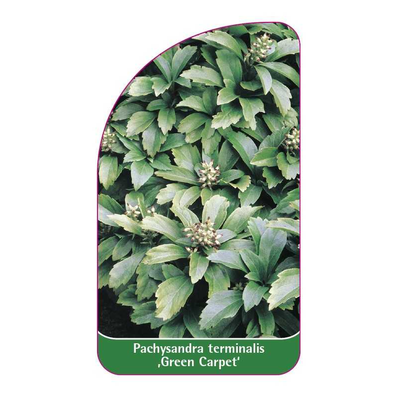 pachysandra-terminalis-green-carpet-1