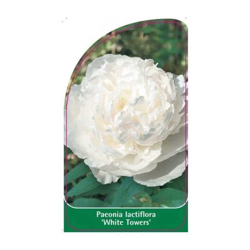 paeonia-lactiflora-white-towers-1