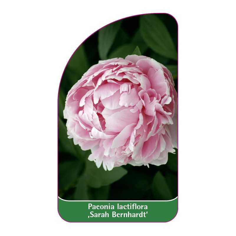 paeonia-lactiflora-sarah-bernhardt-1