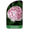 paeonia-lactiflora-sarah-bernhardt-1