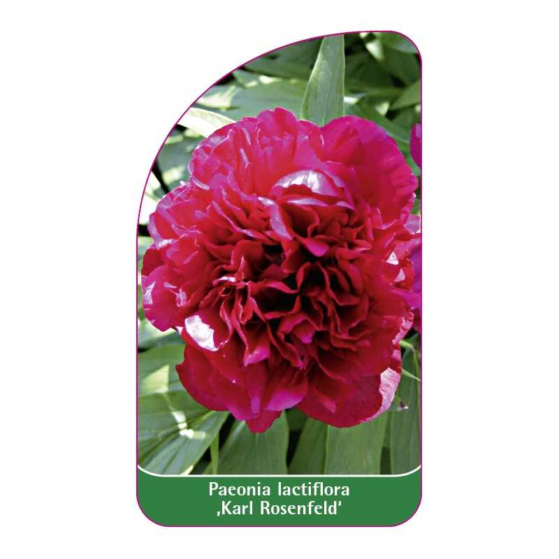 paeonia-lactiflora-karl-rosenfeld-1