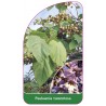 paulownia-tomentosa1