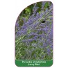 perovskia-atriplicifolia-lacey-blue-1