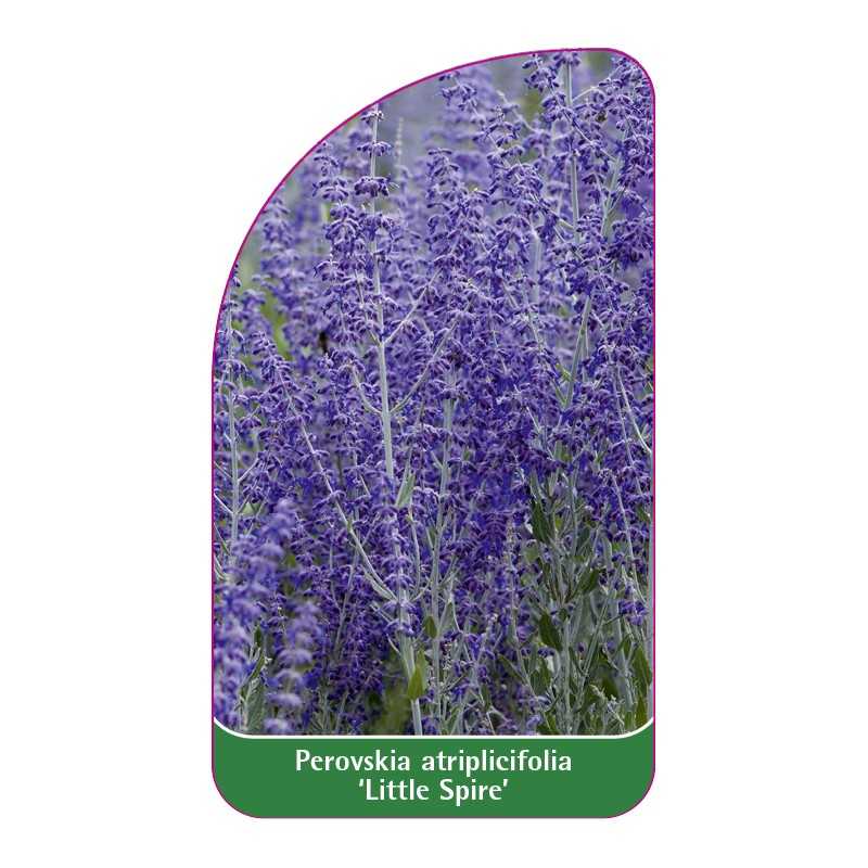 perovskia-atriplicifolia-little-spire-1