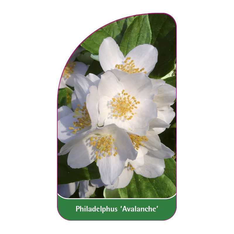 philadelphus-avalanche-1