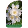 philadelphus-avalanche-1