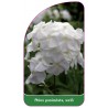 phlox-paniculata-weiss1