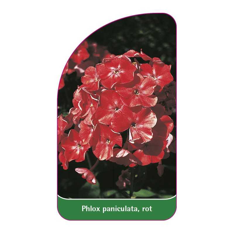 phlox-paniculata-rot1