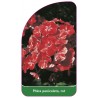 phlox-paniculata-rot1