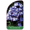 phlox-paniculata-blau1