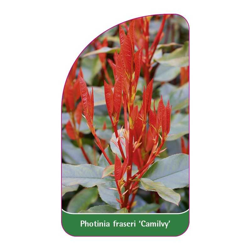 photinia-fraseri-camilvy-1