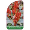 photinia-fraseri-camilvy-1