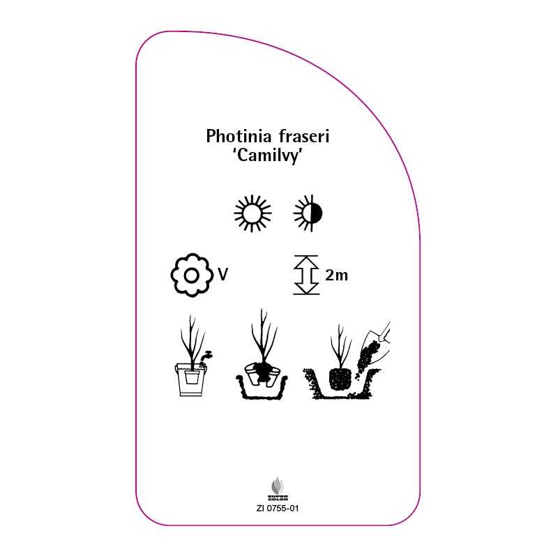 photinia-fraseri-camilvy-0