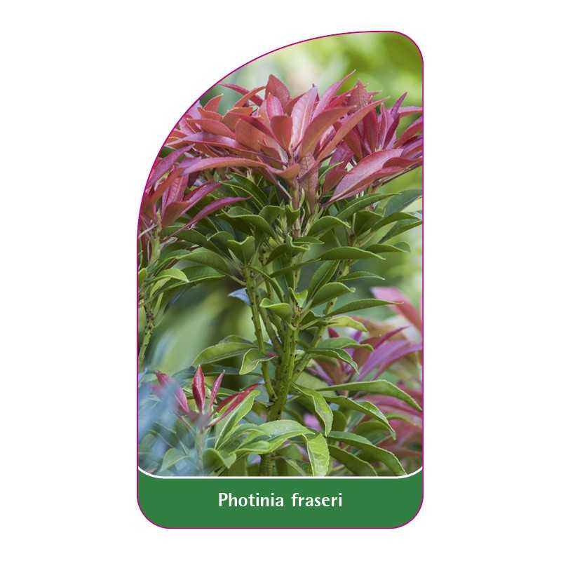 photinia-fraseri1