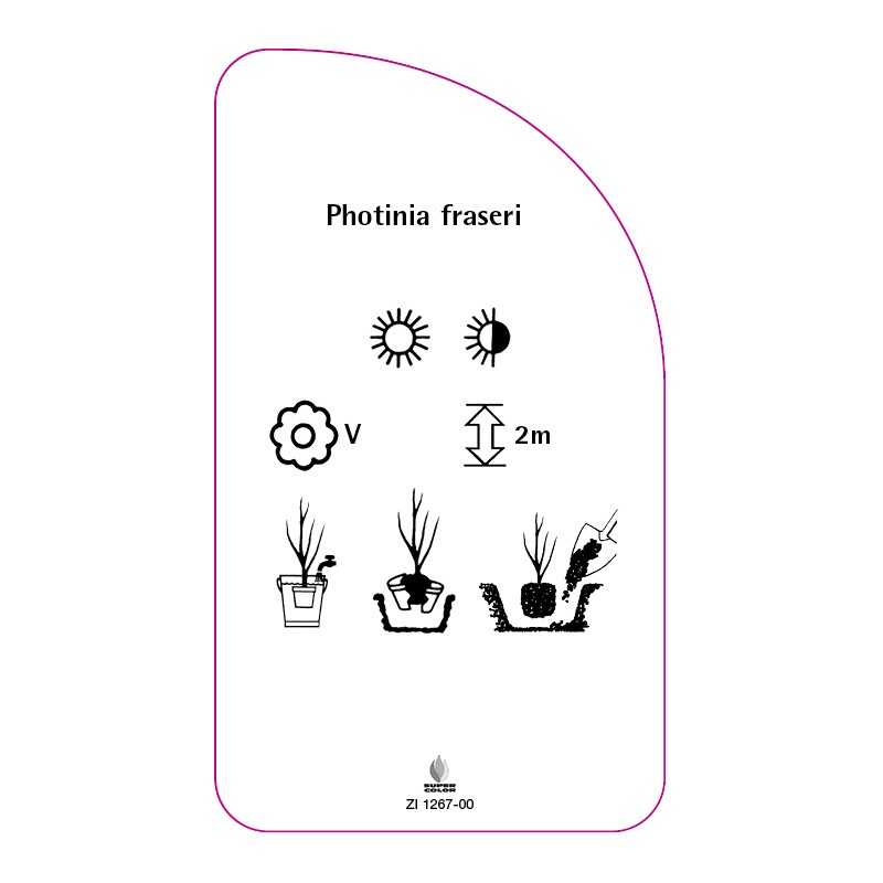 photinia-fraseri0