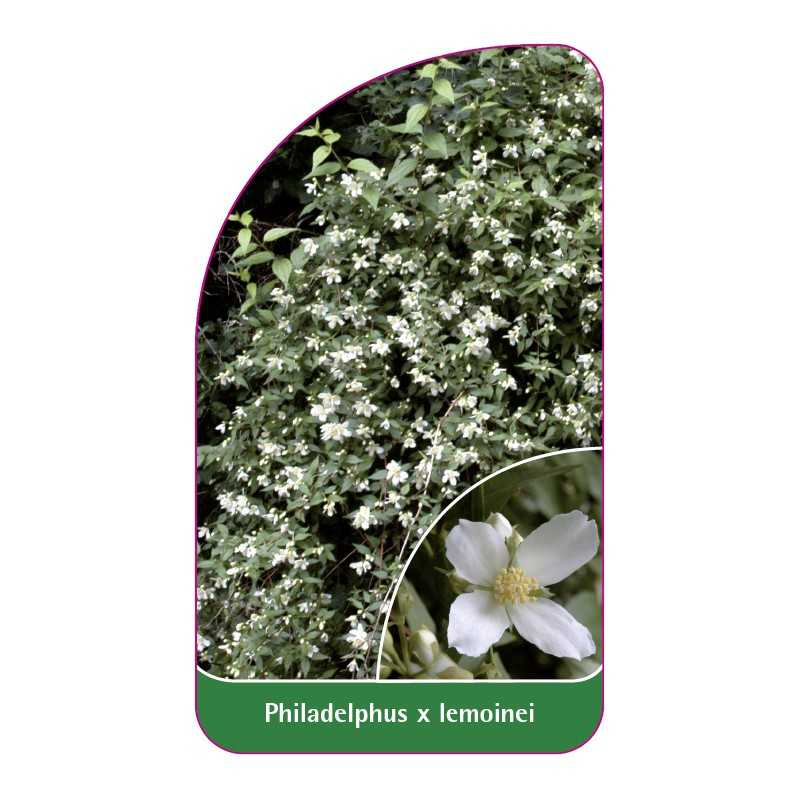 philadelphus-x-lemoinei1