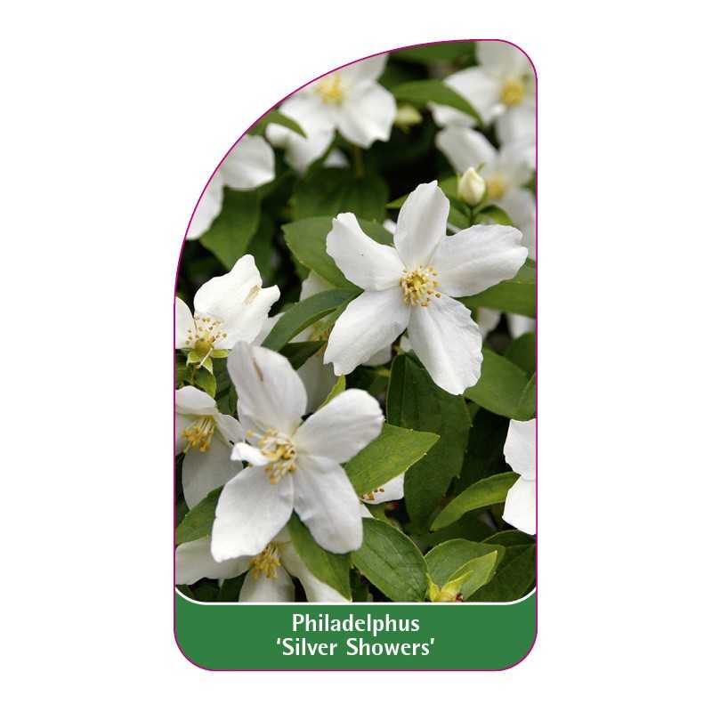 philadelphus-silver-showers-1