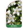 philadelphus-silver-showers-1