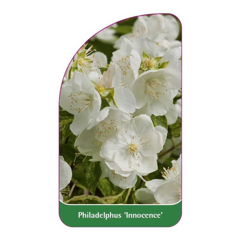 philadelphus-innocence-1