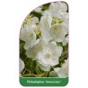 philadelphus-innocence-1