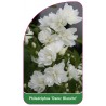 philadelphus-dame-blanche-1