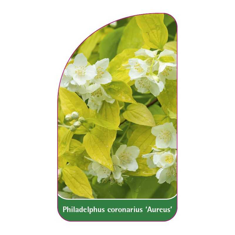 philadelphus-coronarius-aureus-b1