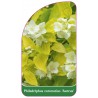 philadelphus-coronarius-aureus-b1