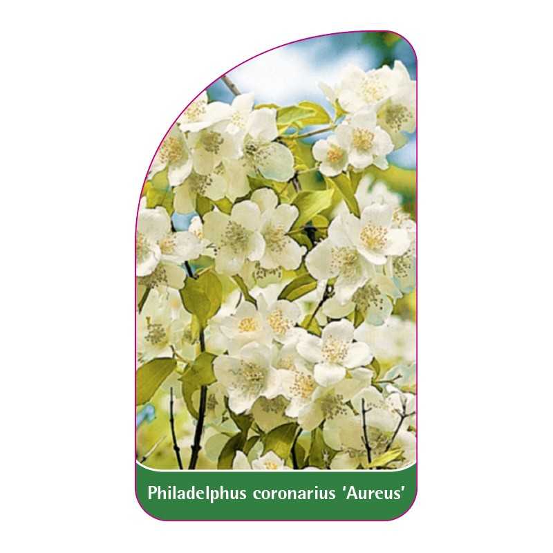 philadelphus-coronarius-aureus-a1