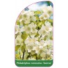 philadelphus-coronarius-aureus-a1