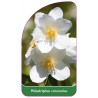 philadelphus-coronarius1