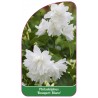 philadelphus-bouquet-blanc-1