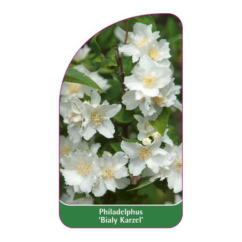 philadelphus-bialy-karzel-1