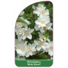 philadelphus-bialy-karzel-1