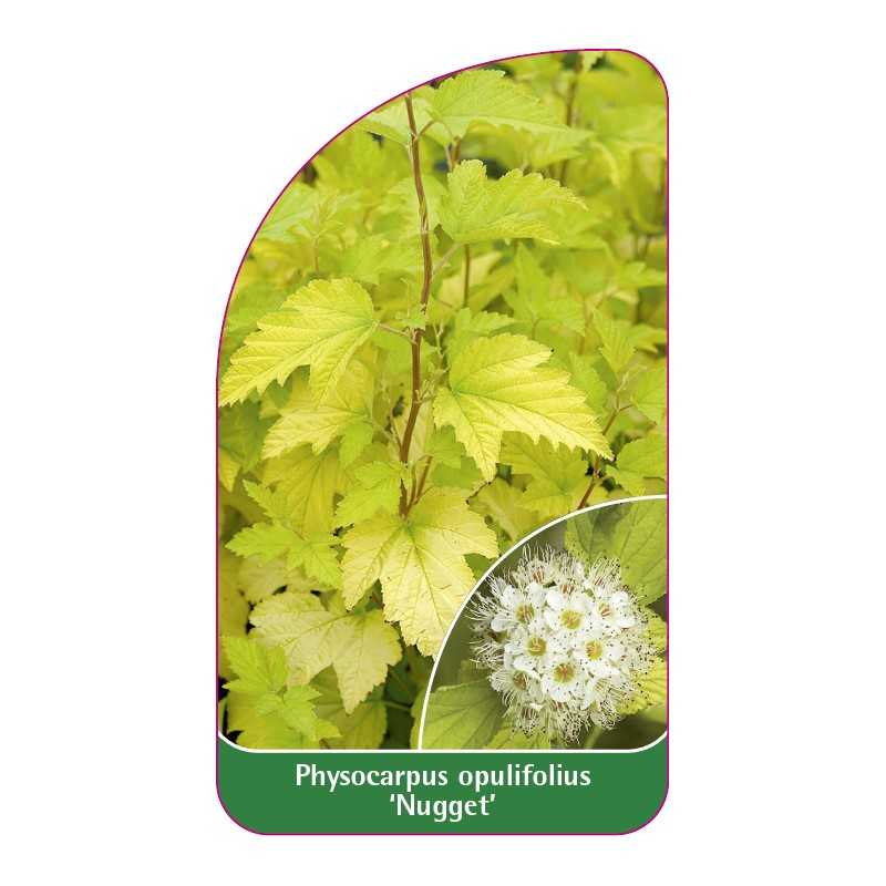 physocarpus-opulifolius-nugget-1