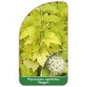 physocarpus-opulifolius-nugget-1