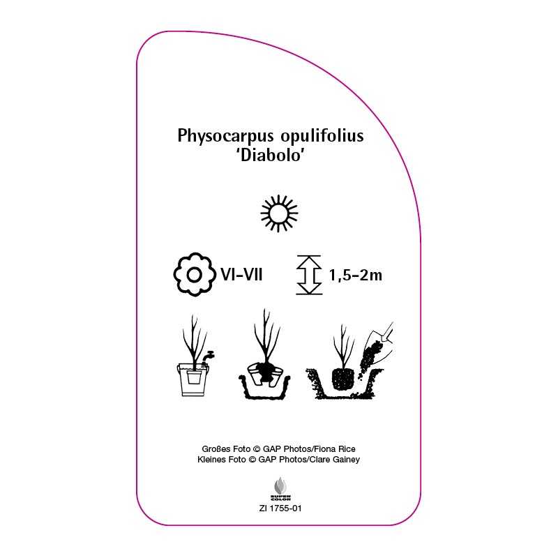 physocarpus-opulifolius-diabolo-0