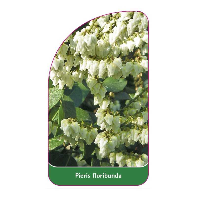 pieris-floribunda1