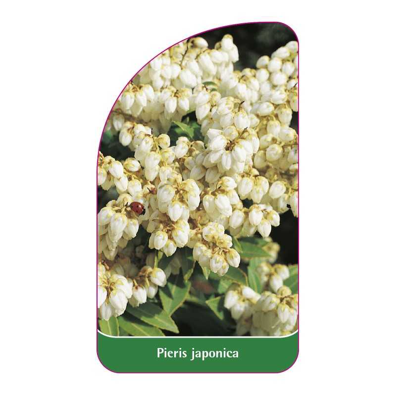 pieris-japonica1