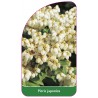 pieris-japonica1