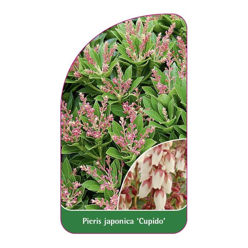 pieris-japonica-cupido-c1