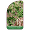 pieris-japonica-cupido-c1